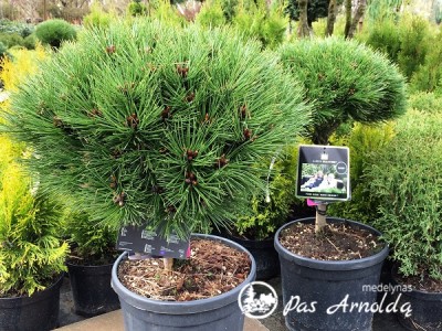 Pušis juodoji ,Pierrick Bregon' (lot. Pinus nigra)